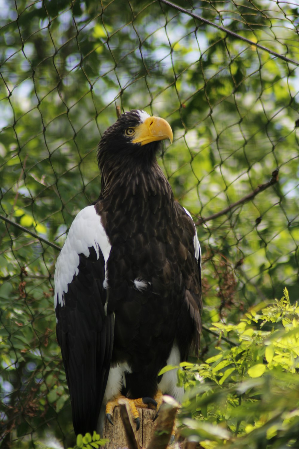 black and white bird on green plant