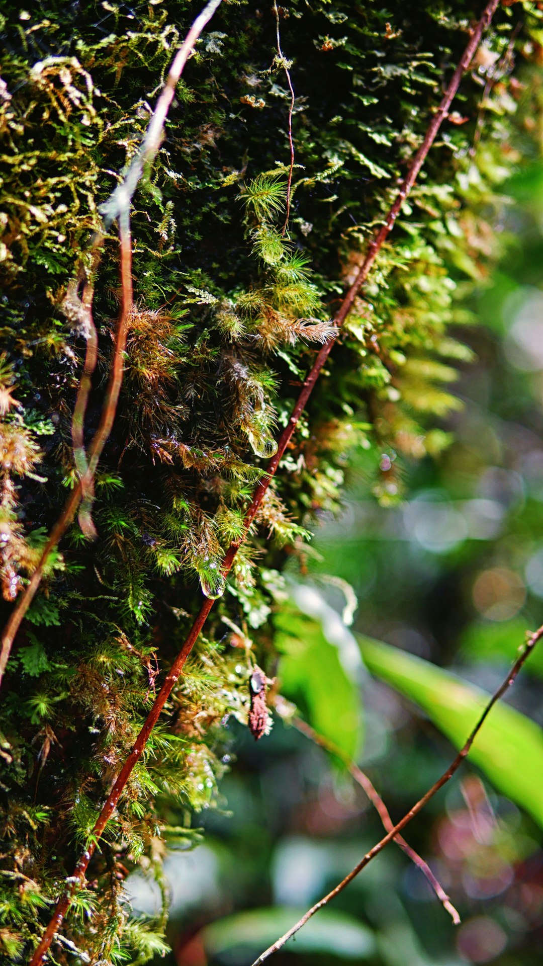 photo of Sabah Forest near Manukan Island