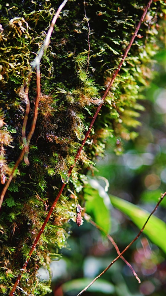 brown tree branch in tilt shift lens in Sabah Malaysia