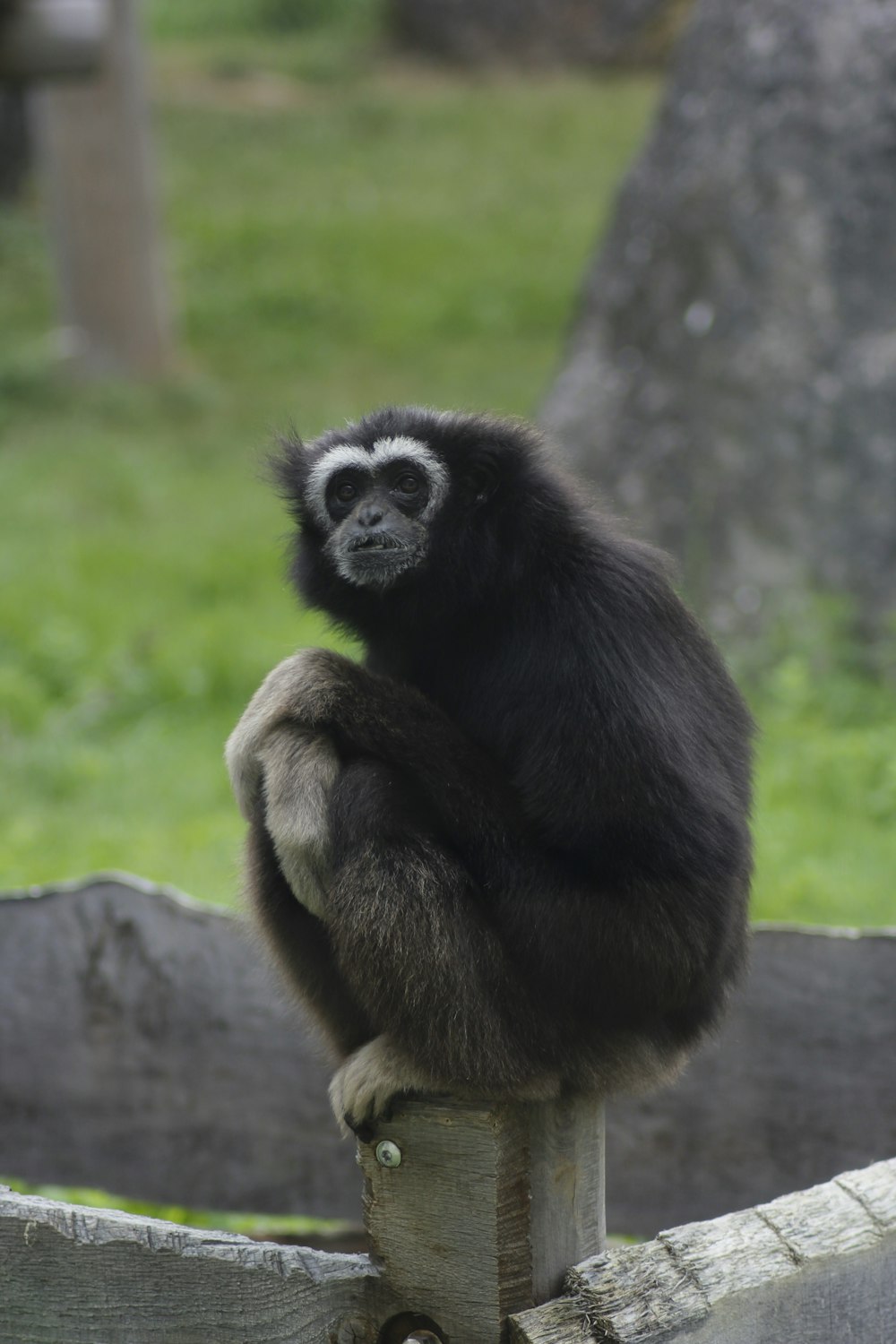 black and brown monkey on brown tree branch during daytime