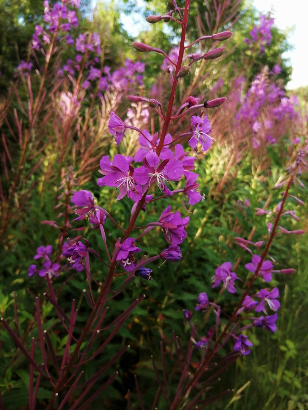 purple flower in tilt shift lens