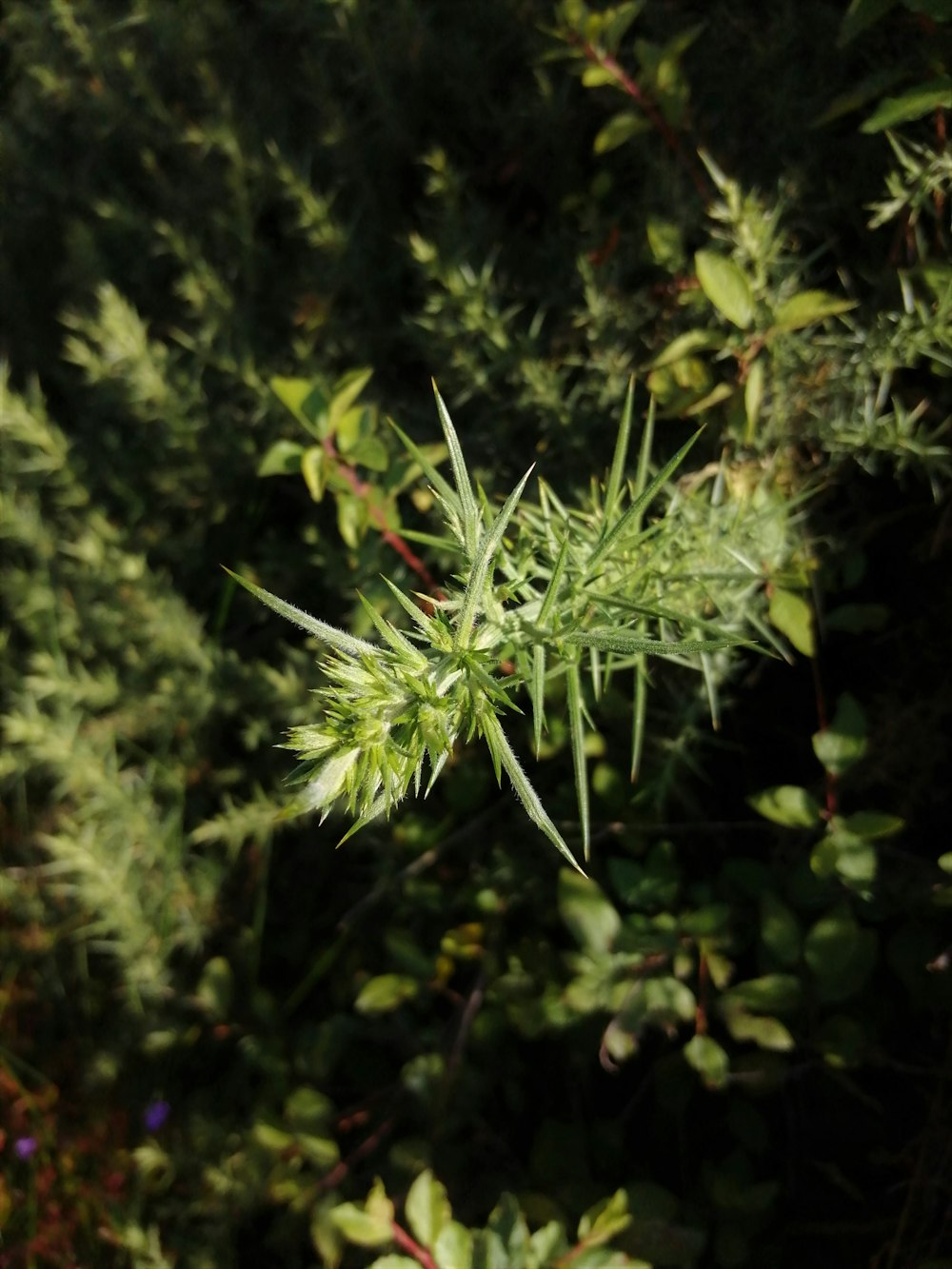 green plant in close up photography