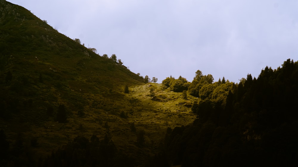 alberi verdi sulla montagna sotto il cielo bianco durante il giorno