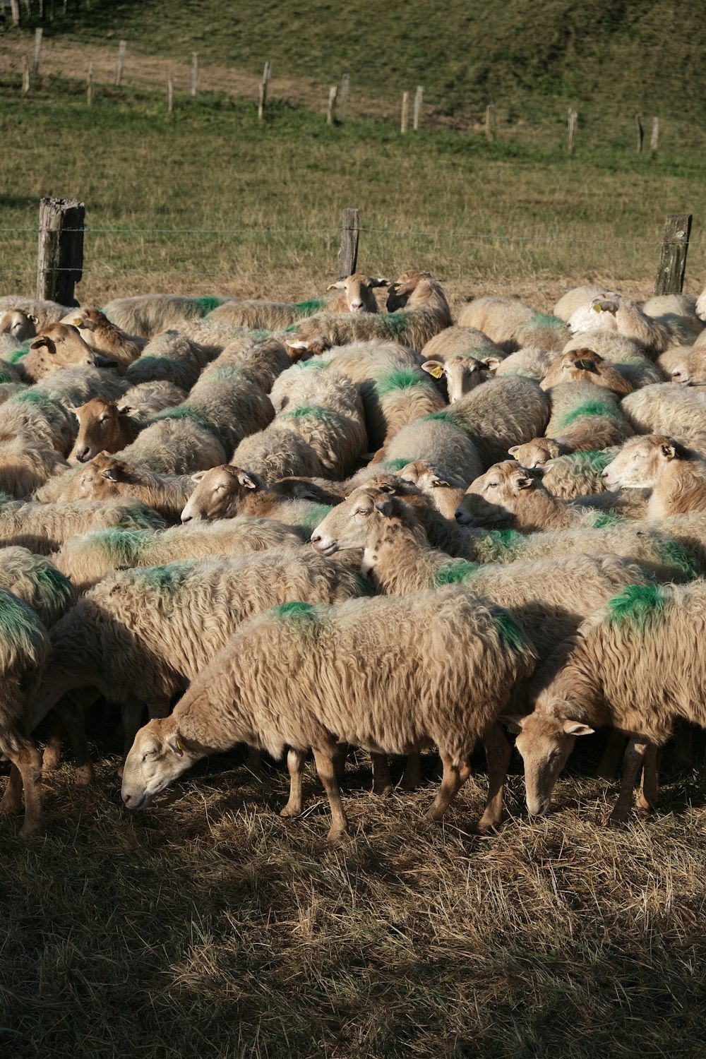 herd of sheep on green grass field during daytime