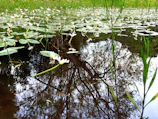A serene pond reflecting orchids and lush greenery, capturing the garden’s peaceful atmosphere.