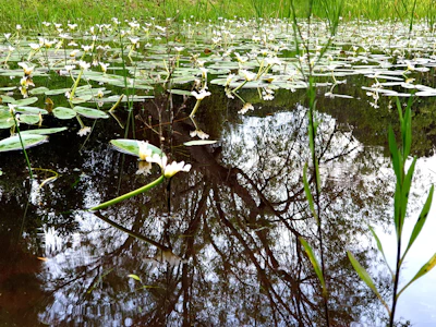 A serene pond reflecting orchids and lush greenery, capturing the garden’s peaceful atmosphere.