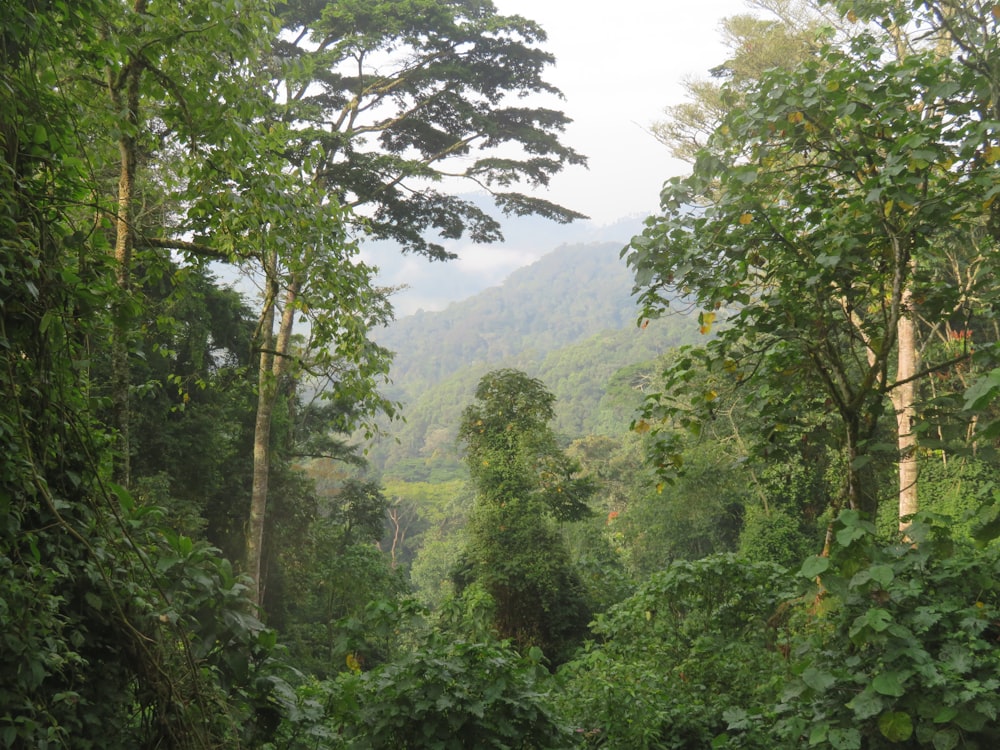 green trees on mountain during daytime