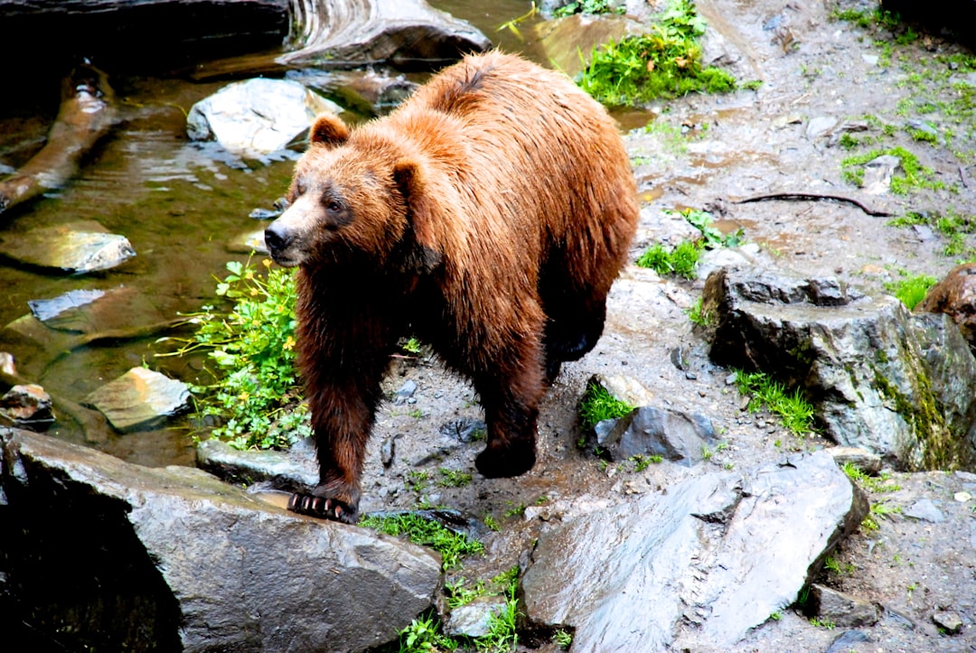 brown bear on gray rock, A bear in Alaska.
