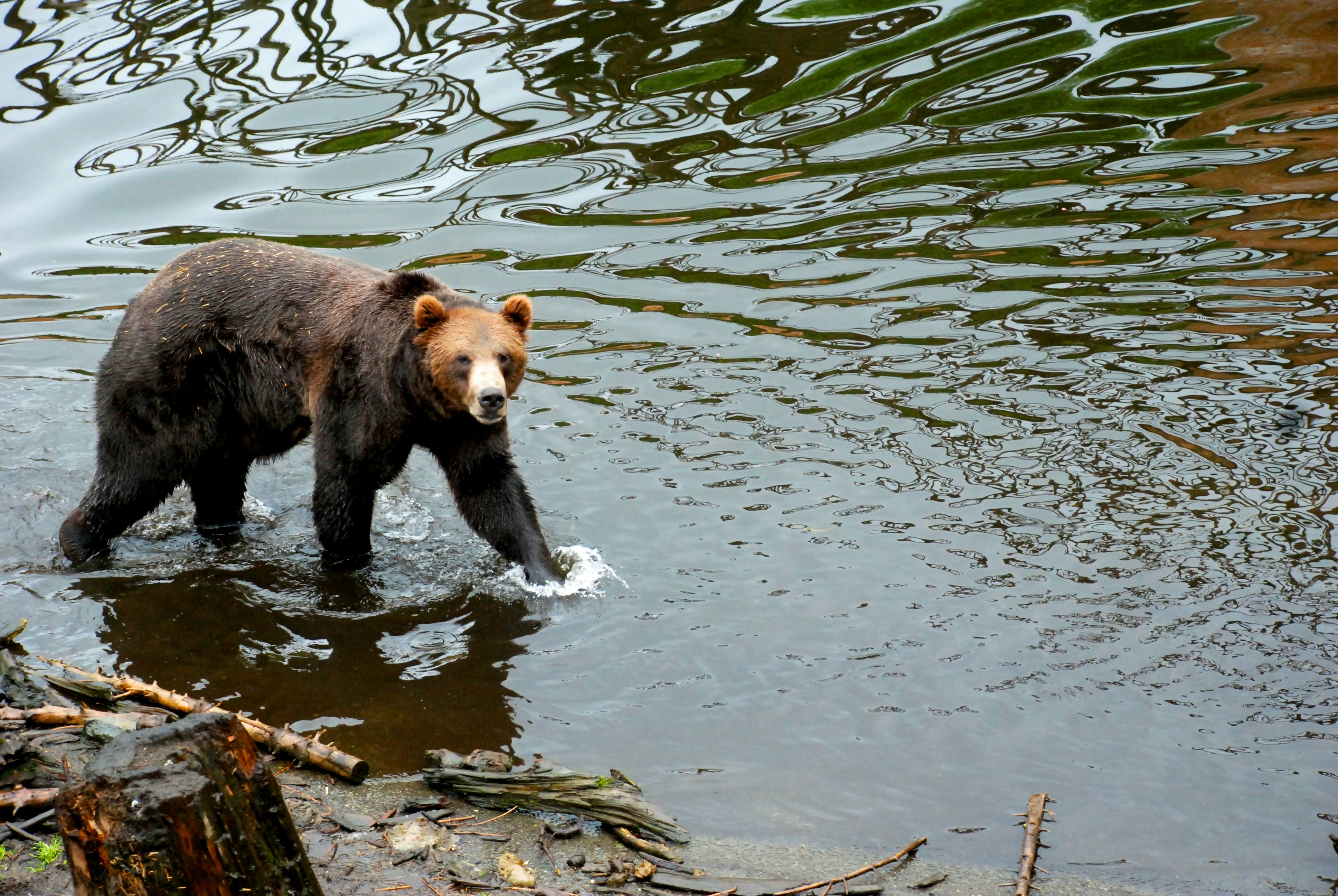 brown bear on water during daytime