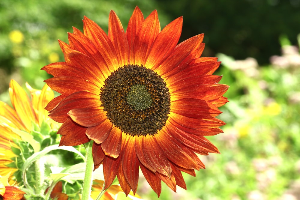 orange and yellow flower in close up photography