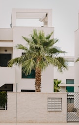 green palm tree near white concrete building
