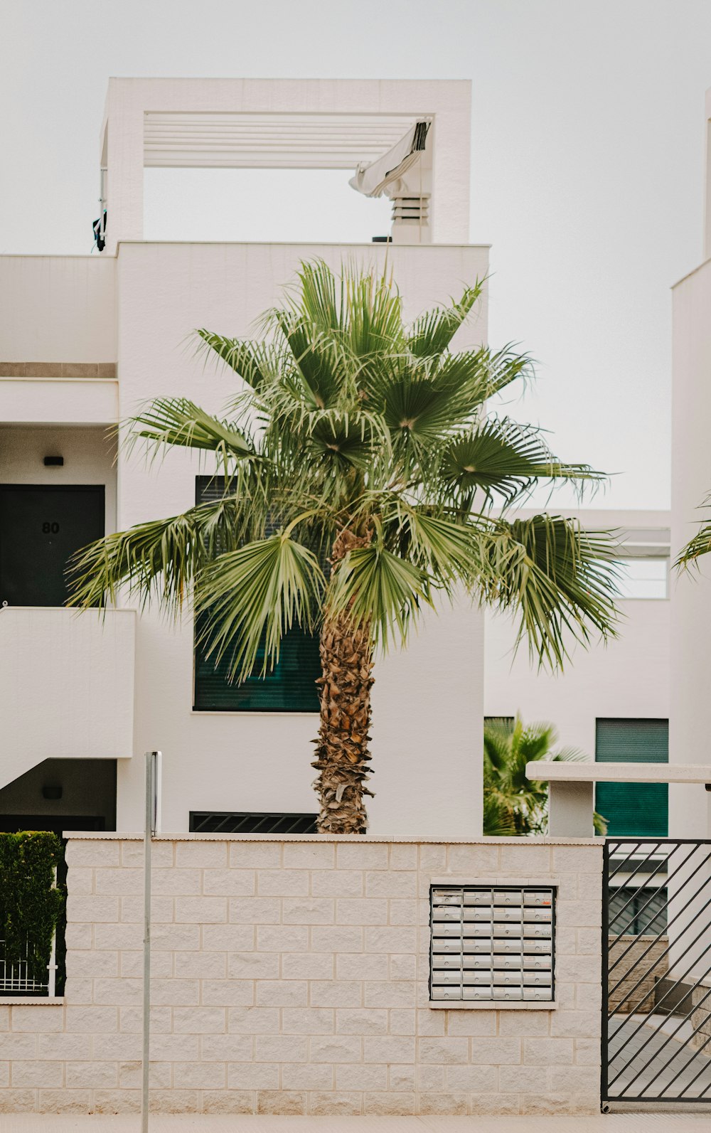 green palm tree near white concrete building