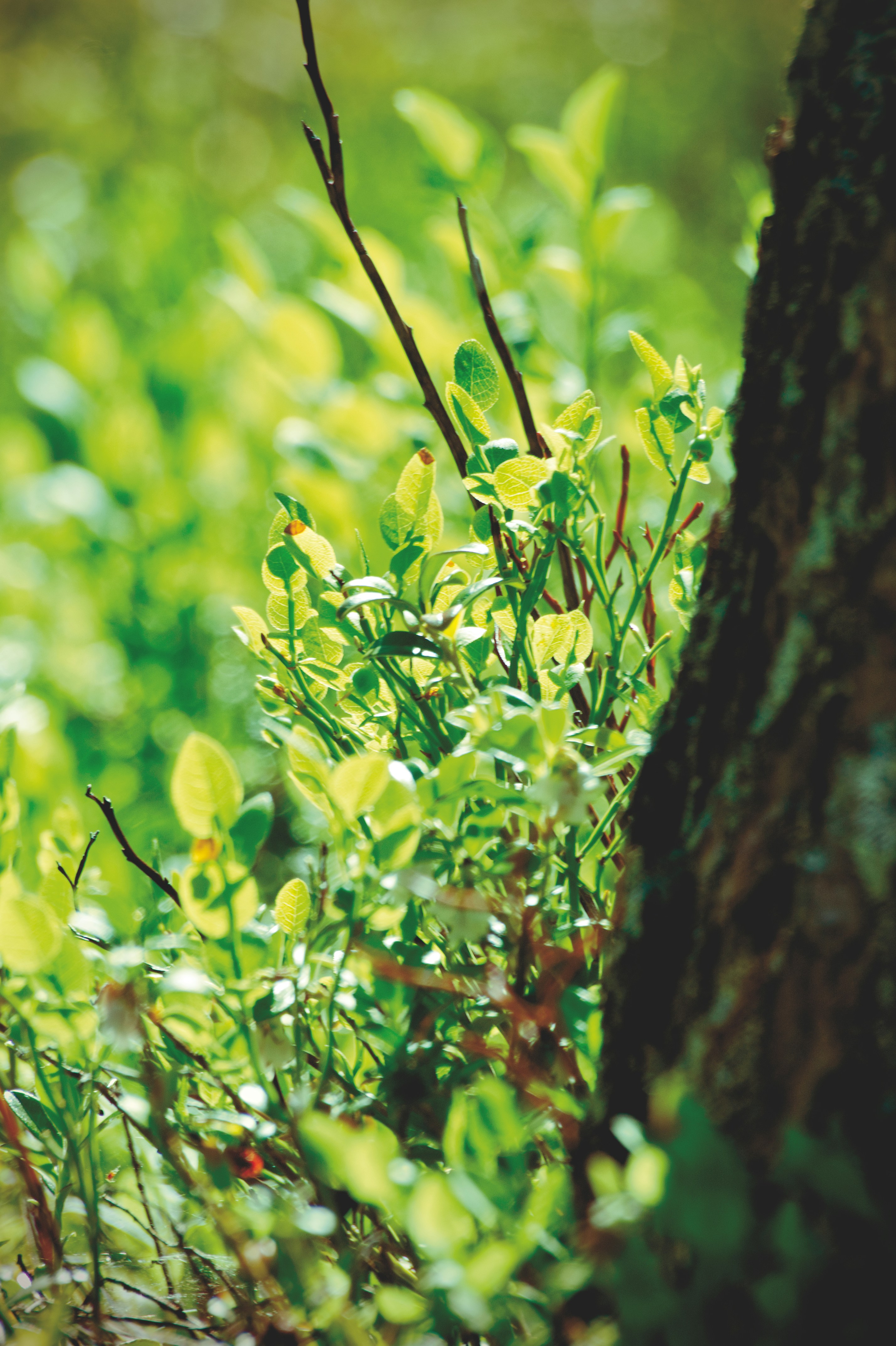 Photo by forsjonathan