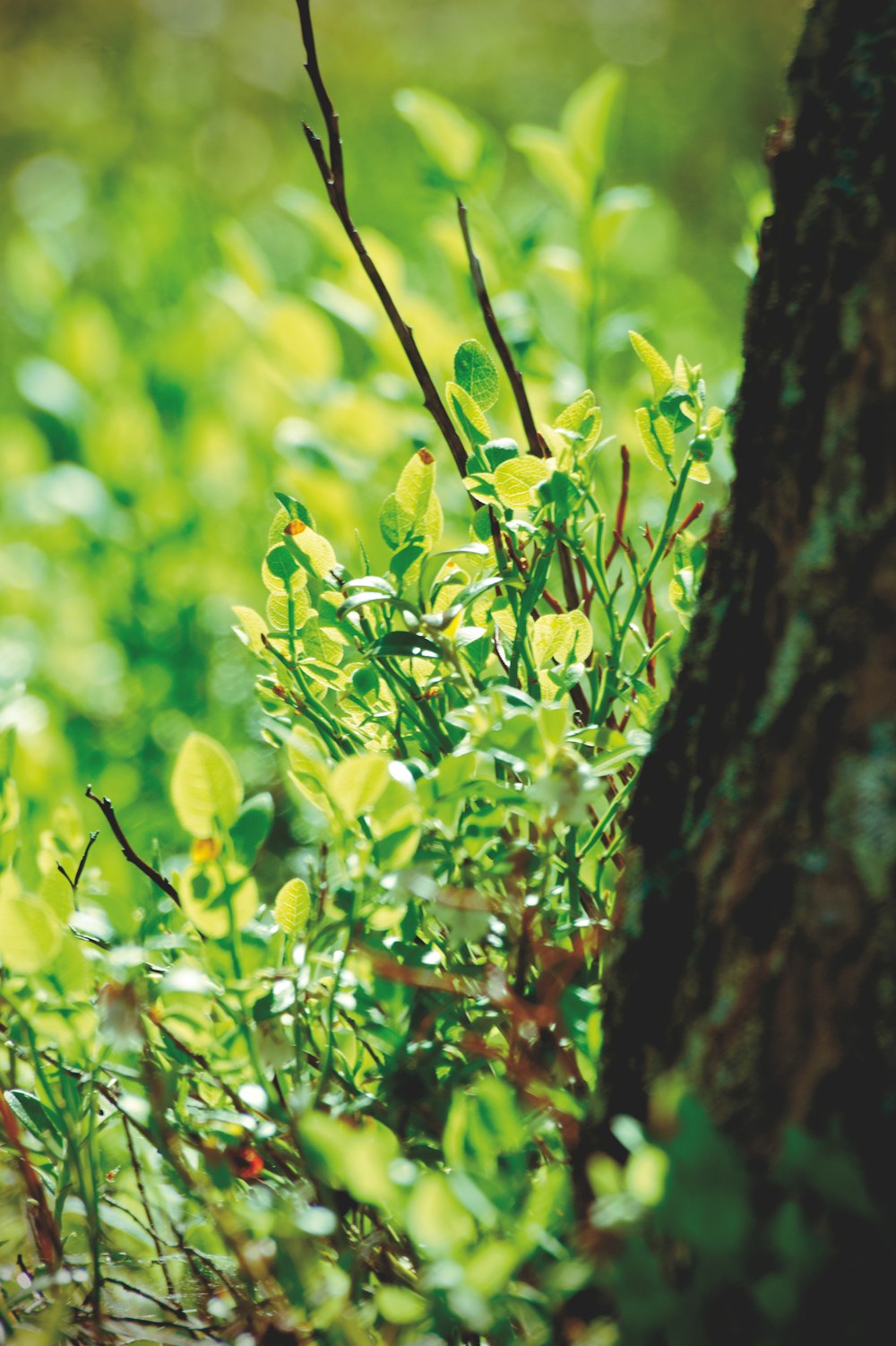 a close up of a tree with a lot of green leaves