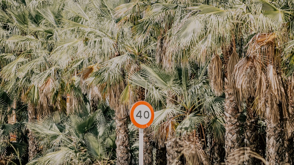 white and orange road sign near palm trees