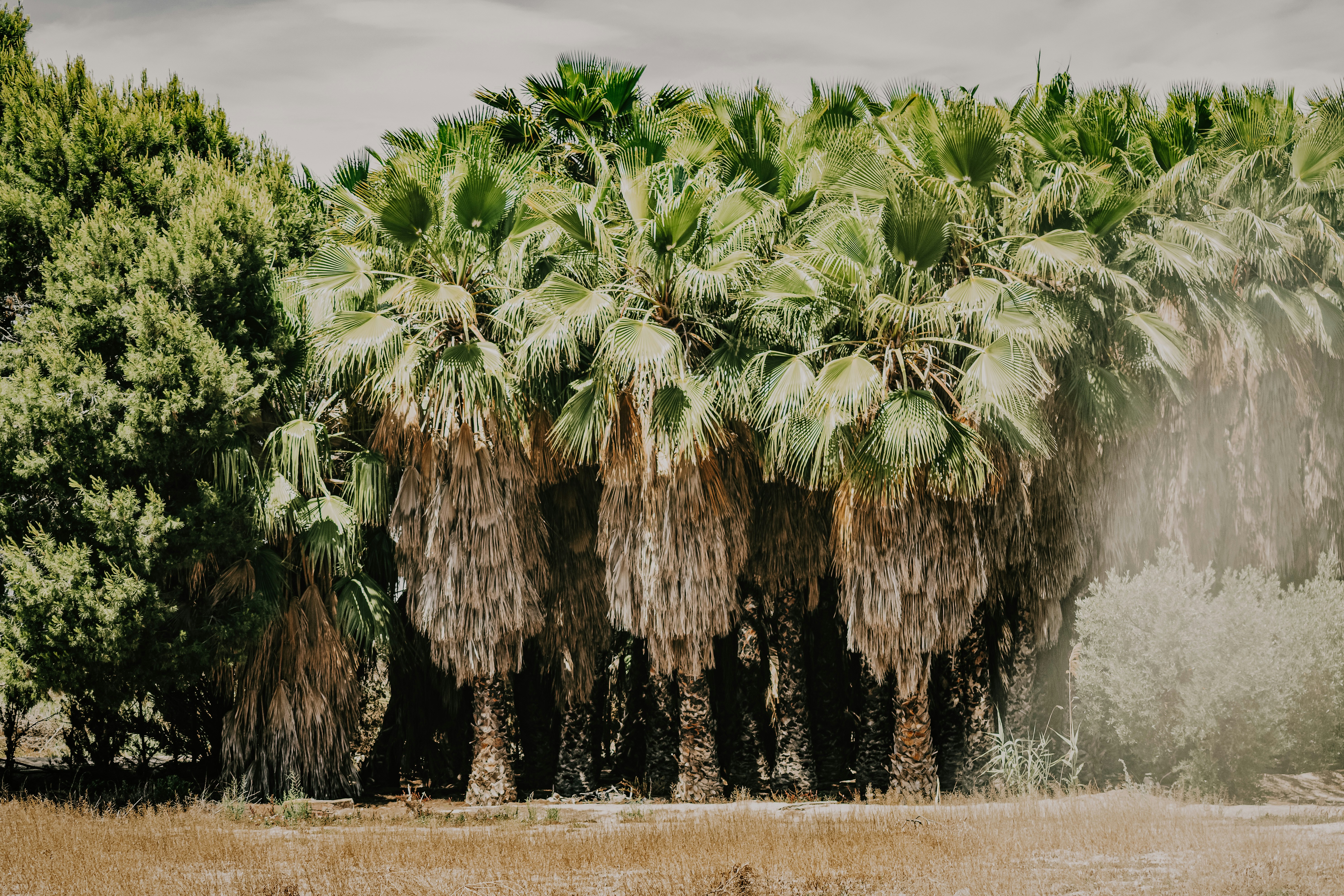 Abundance of palm trees 