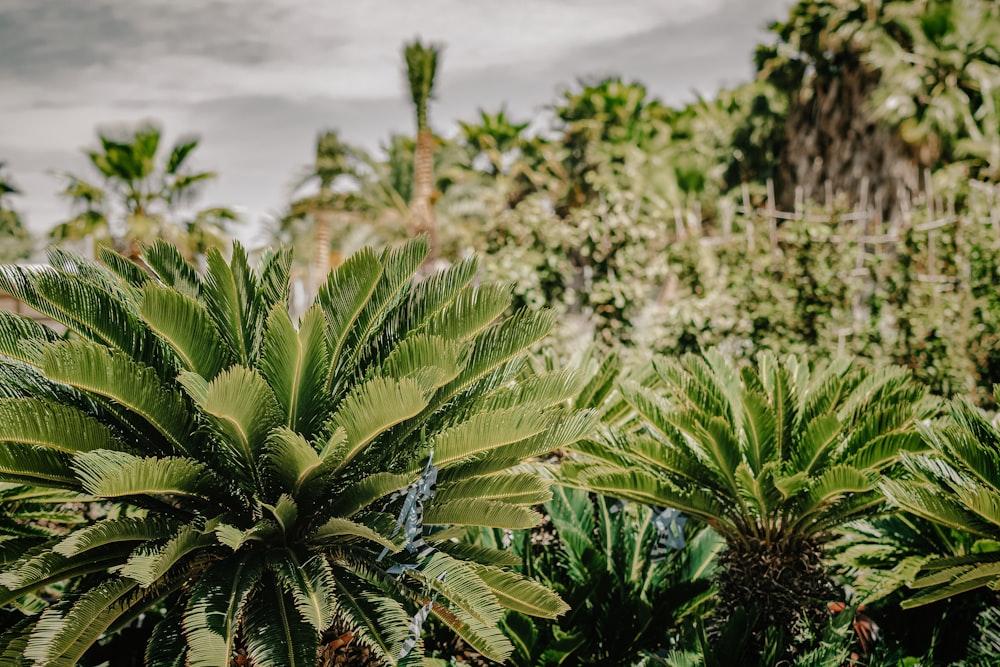 a group of palm trees with a sky background