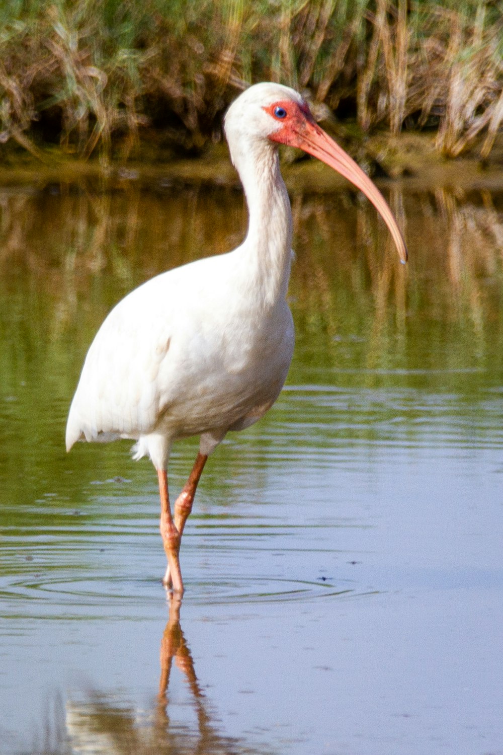 cigogne blanche sur l’eau pendant la journée