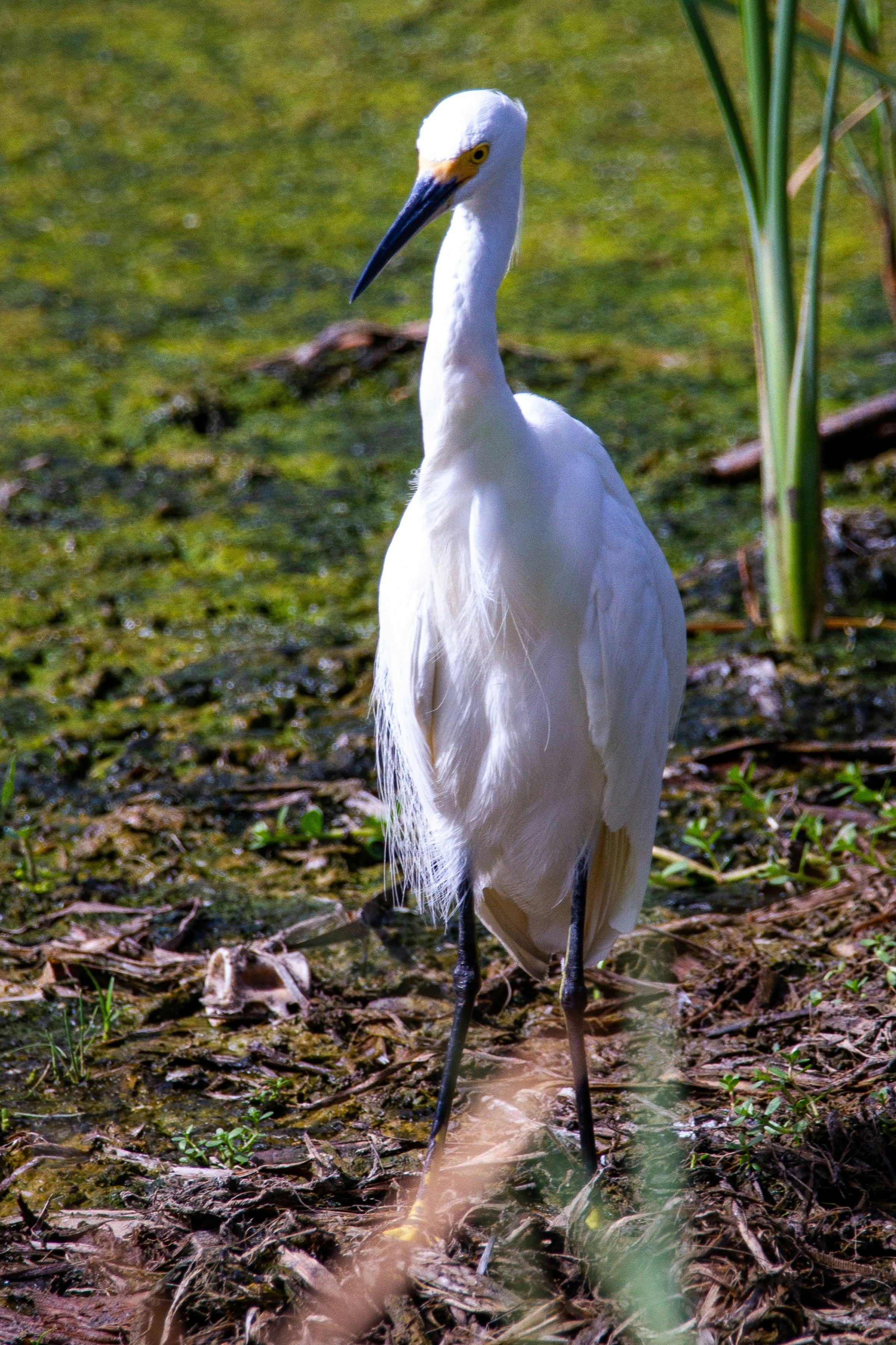 A snowy egret stands in the marsh.