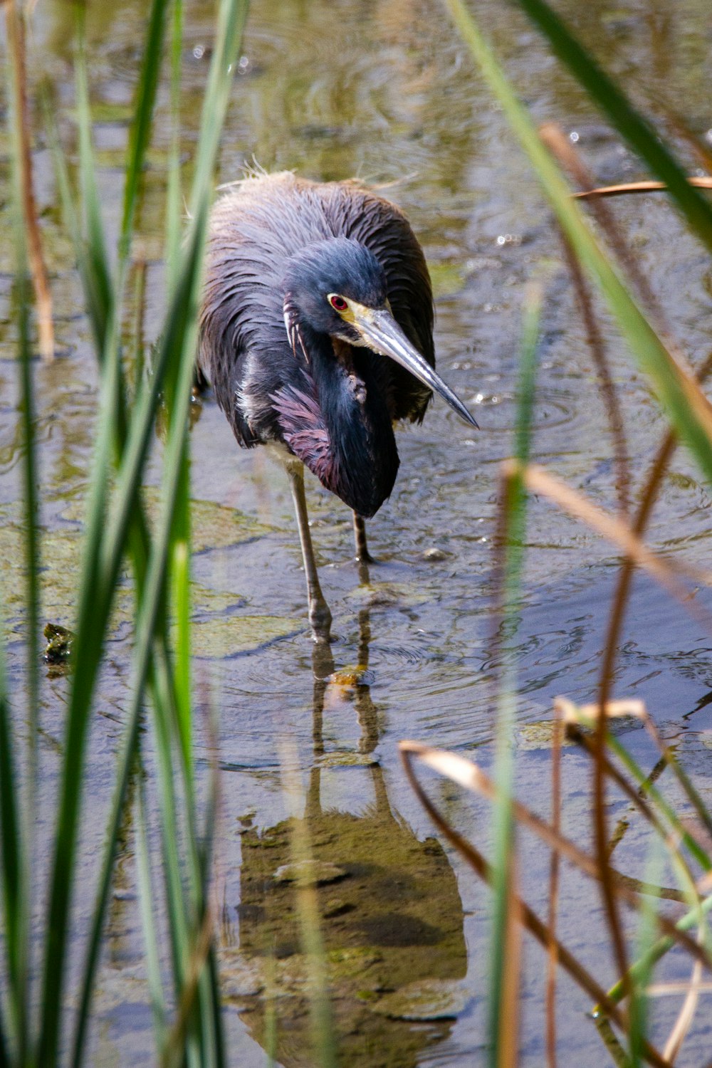 black crowned crane on water during daytime