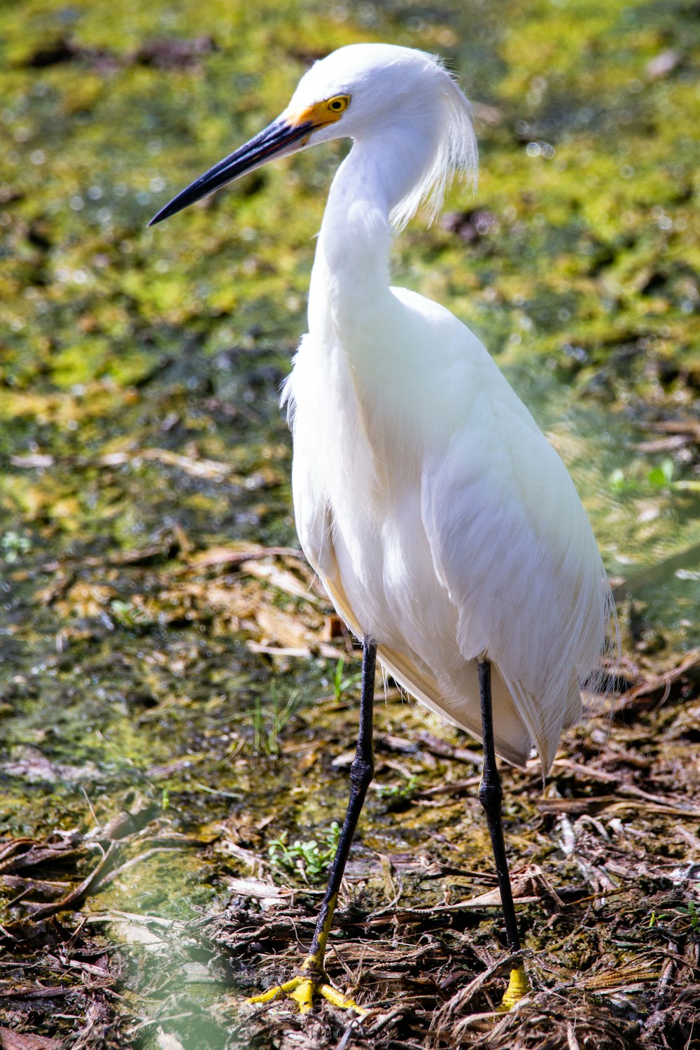 white bird on brown tree branch