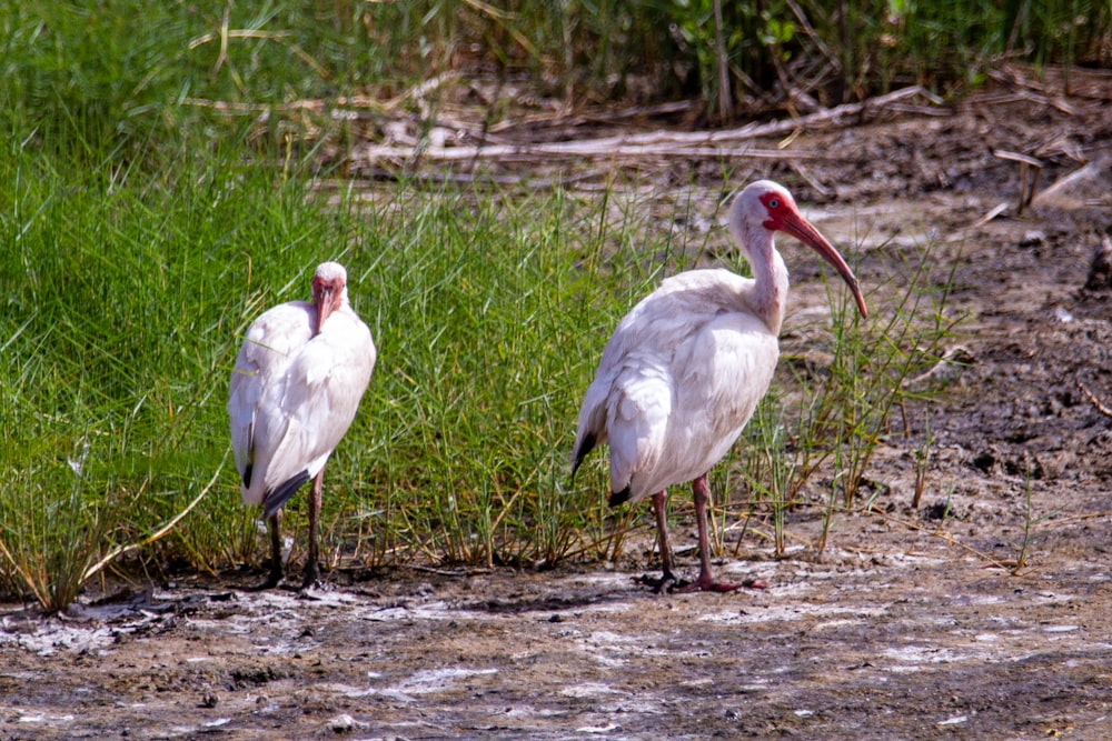 white stork on brown soil