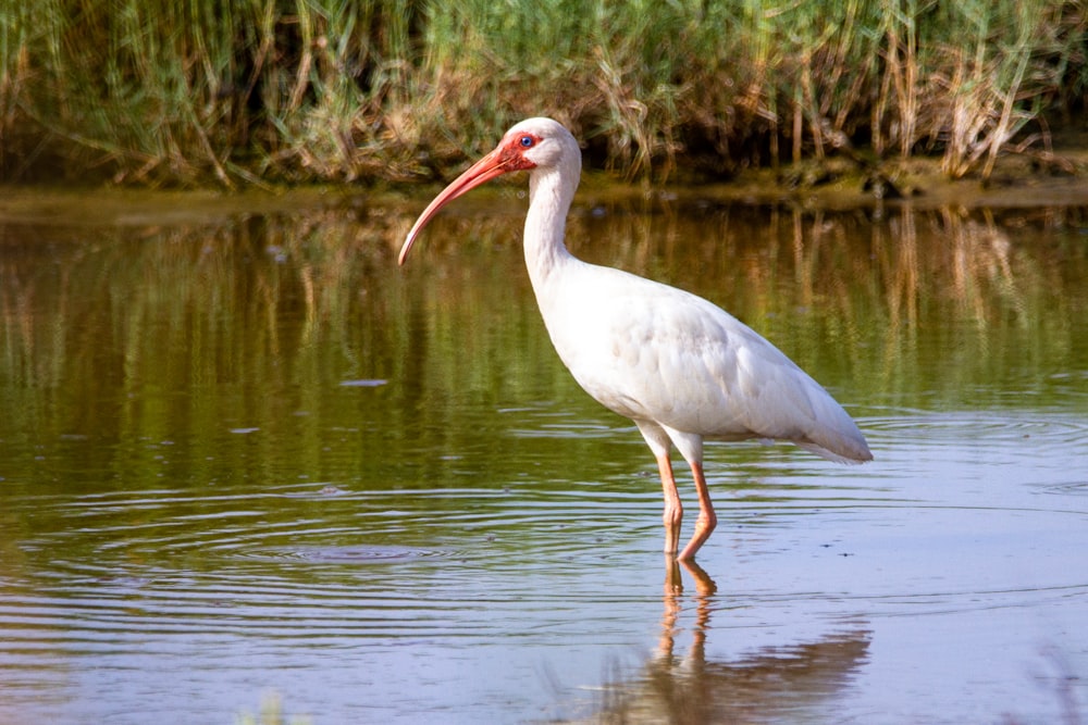 white stork on water during daytime