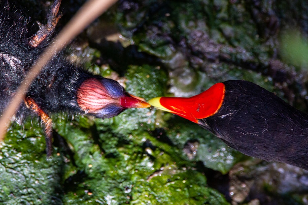 black and red bird on brown tree branch