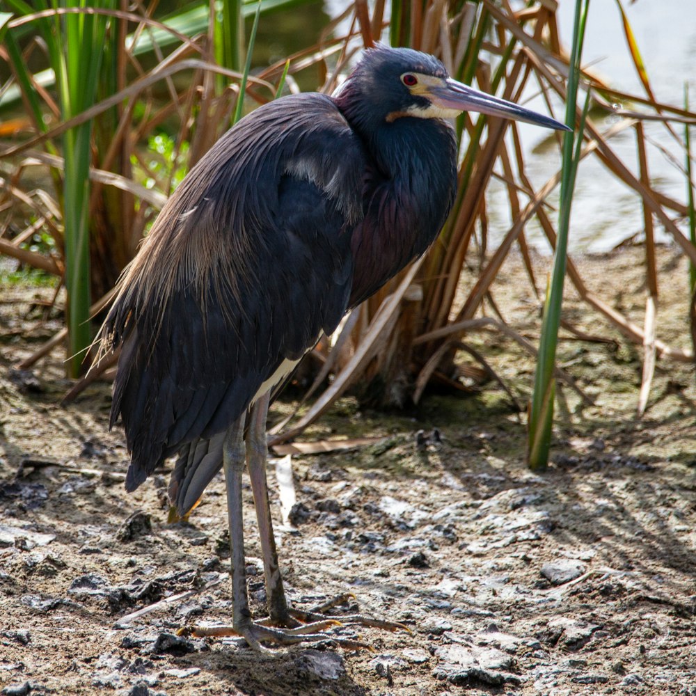 black crowned crane on brown soil during daytime