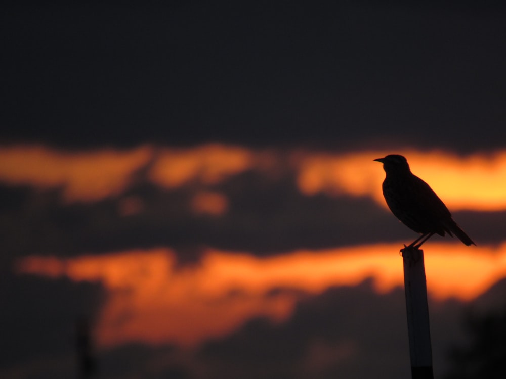 silhueta do pássaro no poste cinzento do metal durante o pôr do sol