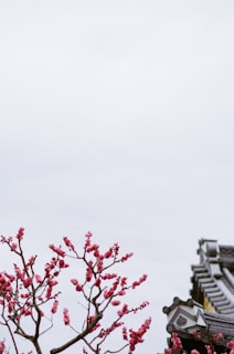 A serene anime scene featuring cherry blossoms and a peaceful shrine at dusk.