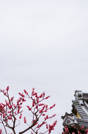 A serene anime scene featuring cherry blossoms and a peaceful shrine at dusk.