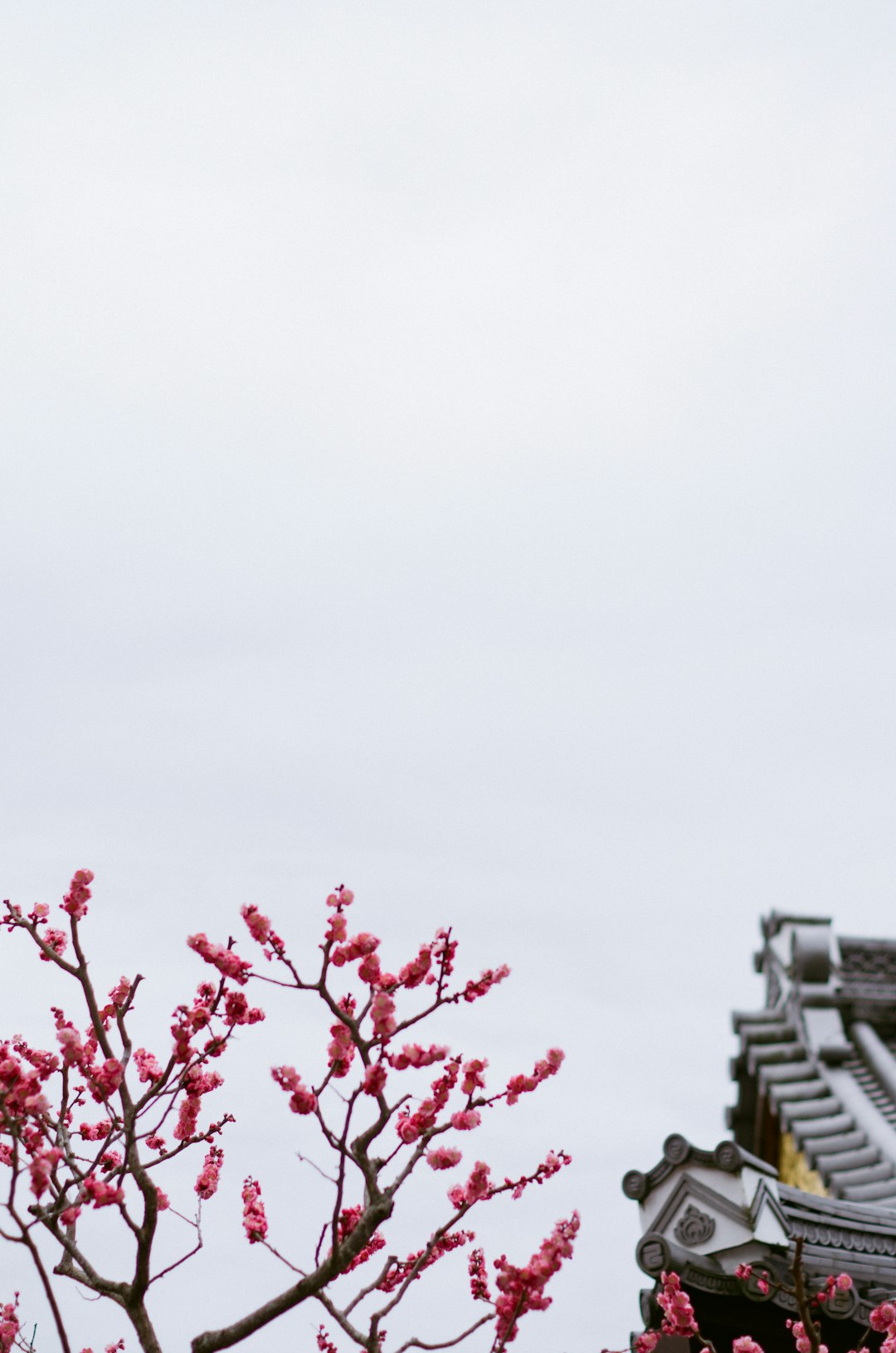 red flower on white wall