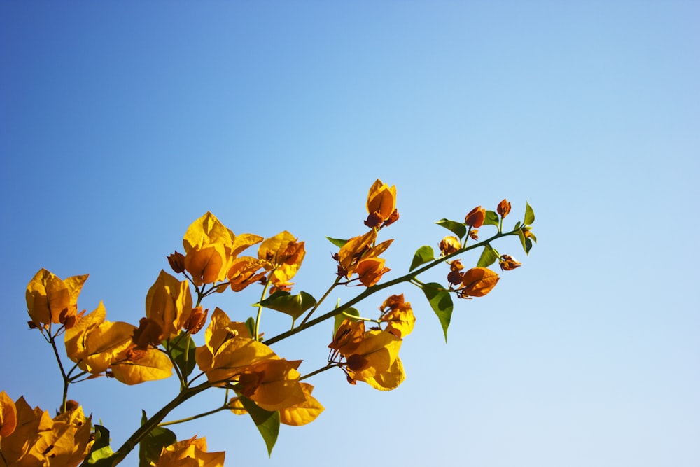 yellow leaves on brown branch during daytime