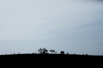 A serene countryside scene with soft slate blue skies and a minimalist line-art horse motif overlay.