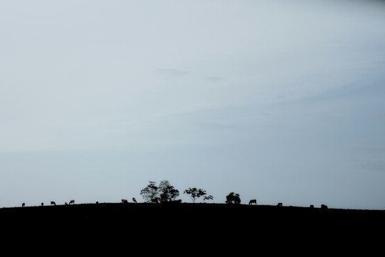 A serene landscape with silhouettes of grazing cattle and trees on a horizon line under a vast, pale blue sky. The image conveys a peaceful rural scene with minimal detail owing to the silhouetted forms.