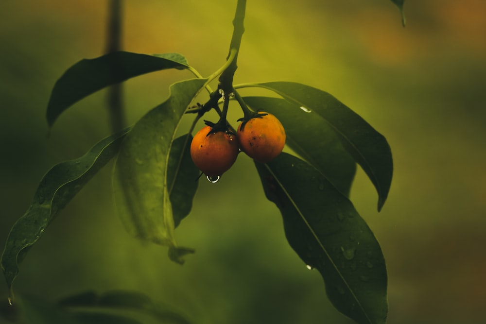 orange fruit on green leaves