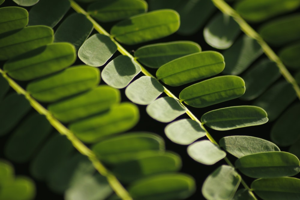 green leaves with water droplets