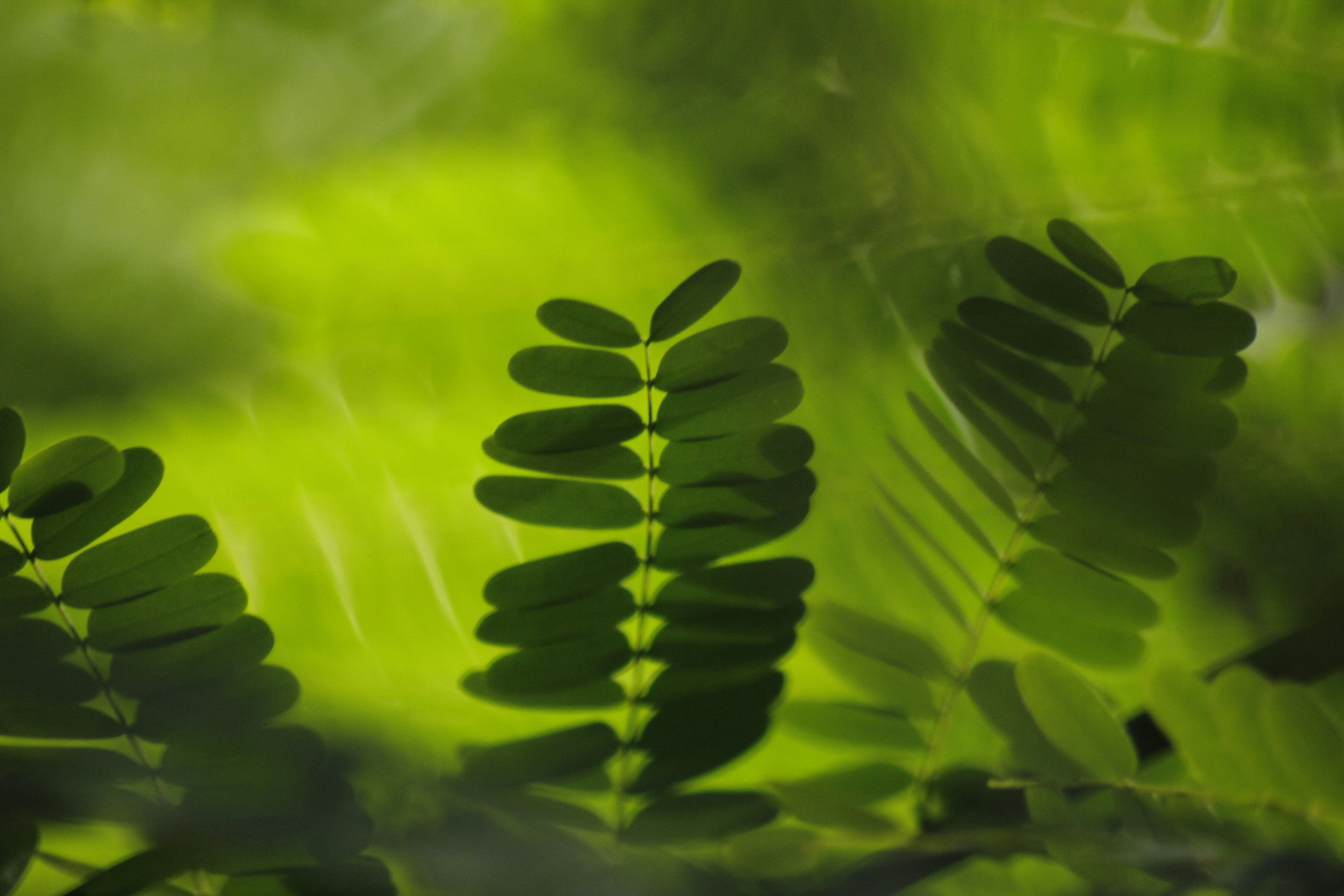 Photo by babumonkandan