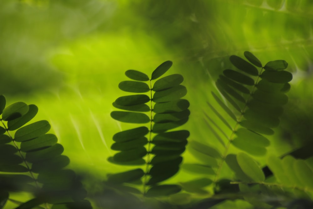 green leaves in macro lens