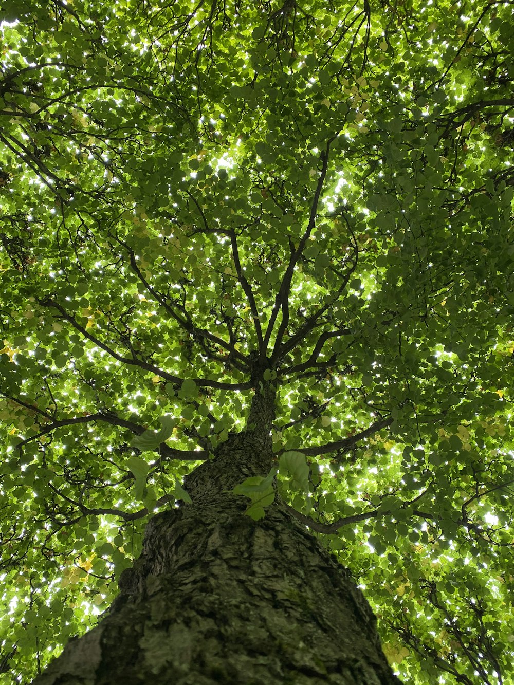 Fotografía de ángulo bajo de árbol de hoja verde