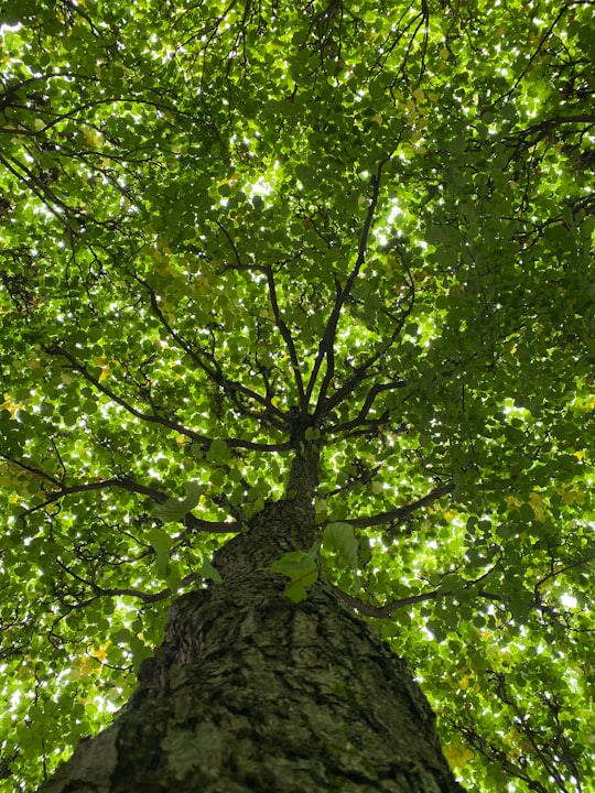 low angle photography of green leaf tree in Kadriorg Park Estonia