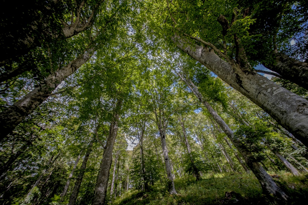 green trees on green grass field during daytime