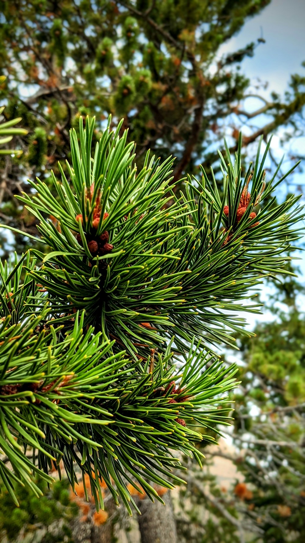 green pine tree with red fruit