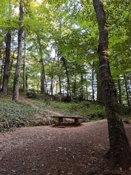 A tranquil forest scene with tall trees forming a dense canopy of vibrant green leaves. A rustic wooden bench sits on a path surrounded by a carpet of leaves and foliage, creating a peaceful spot to rest and enjoy nature.