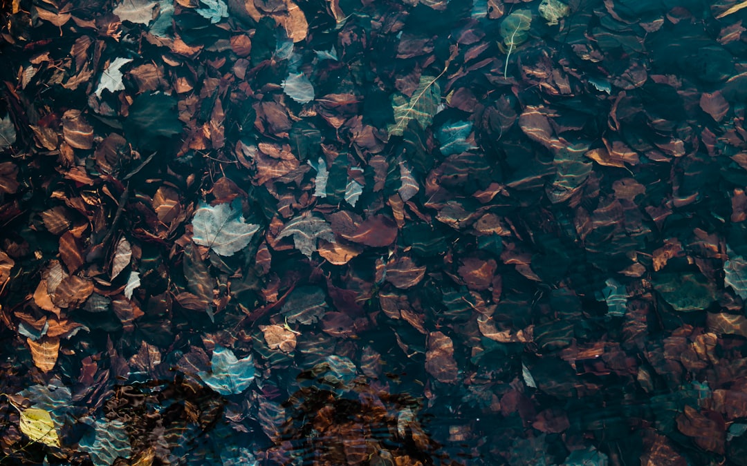 blue and brown leaves on ground