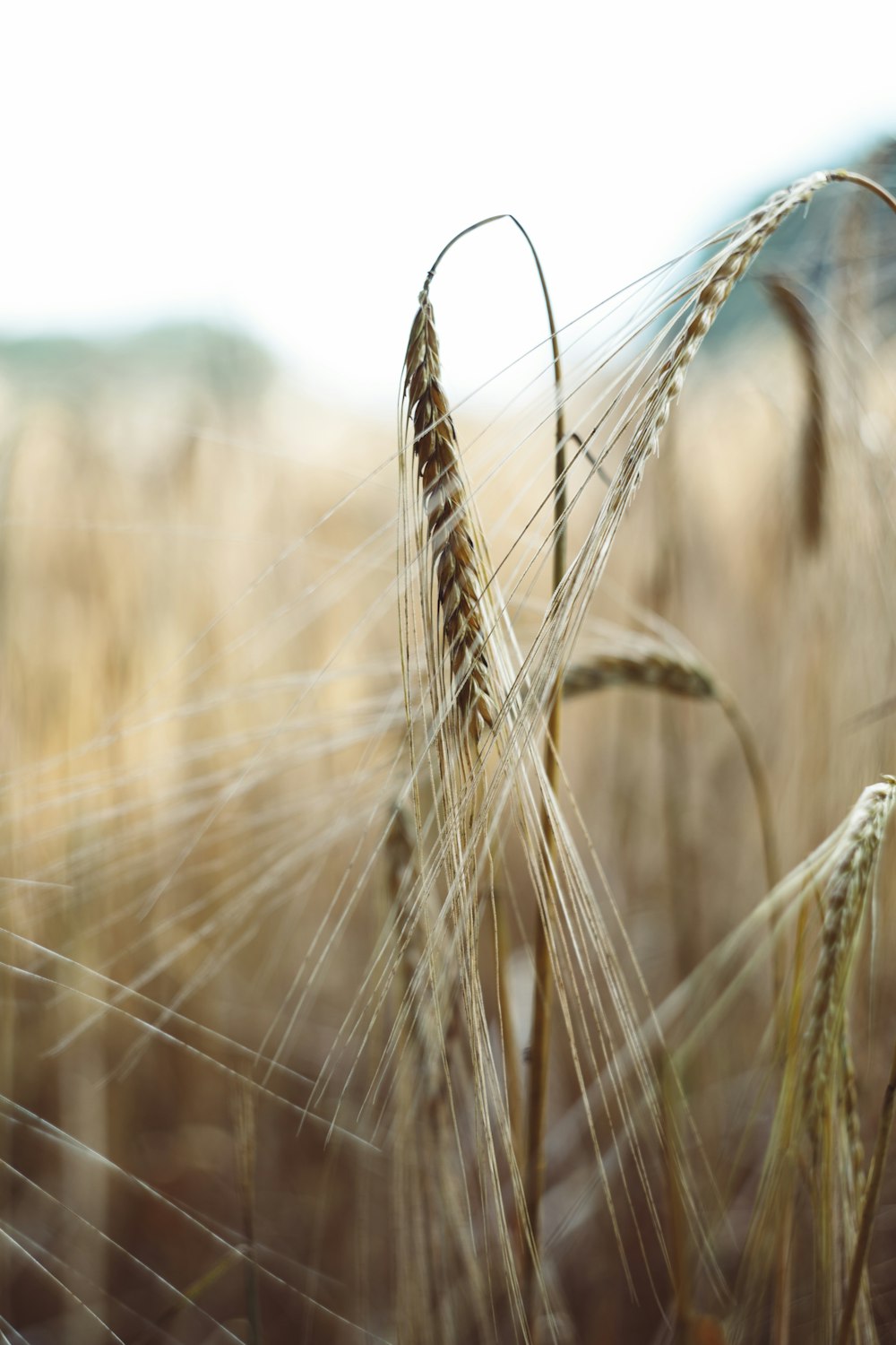 campo di grano bruno durante il giorno