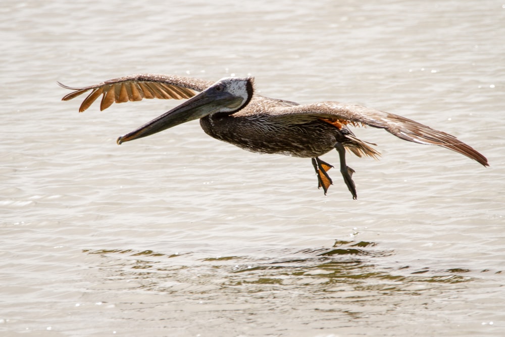 brown pelican on water during daytime