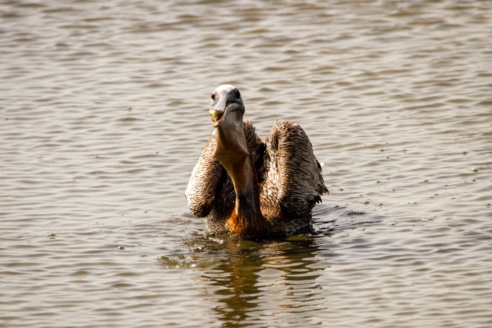 brown duck on water during daytime