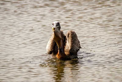 brown duck on water during daytime